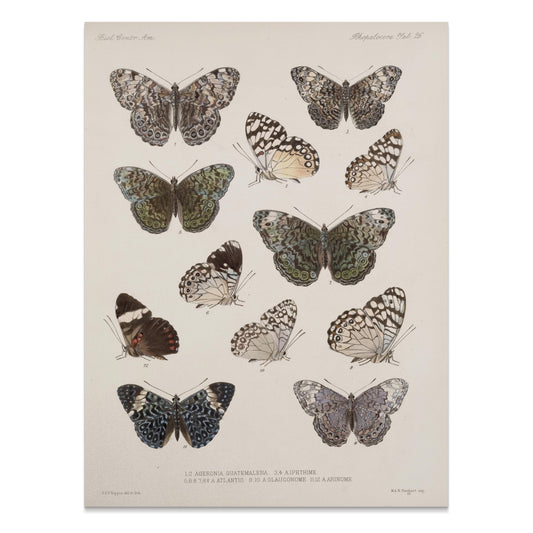Premium Poster of Colorful Detailed Scientific Illustration Butterfly Posters