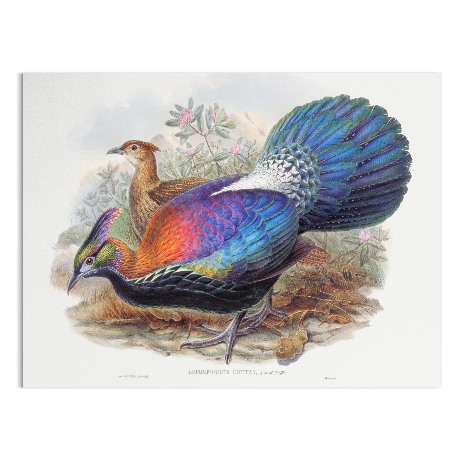 Premium Poster of Colorful Exotic Birds Artwork Illustrative Posters