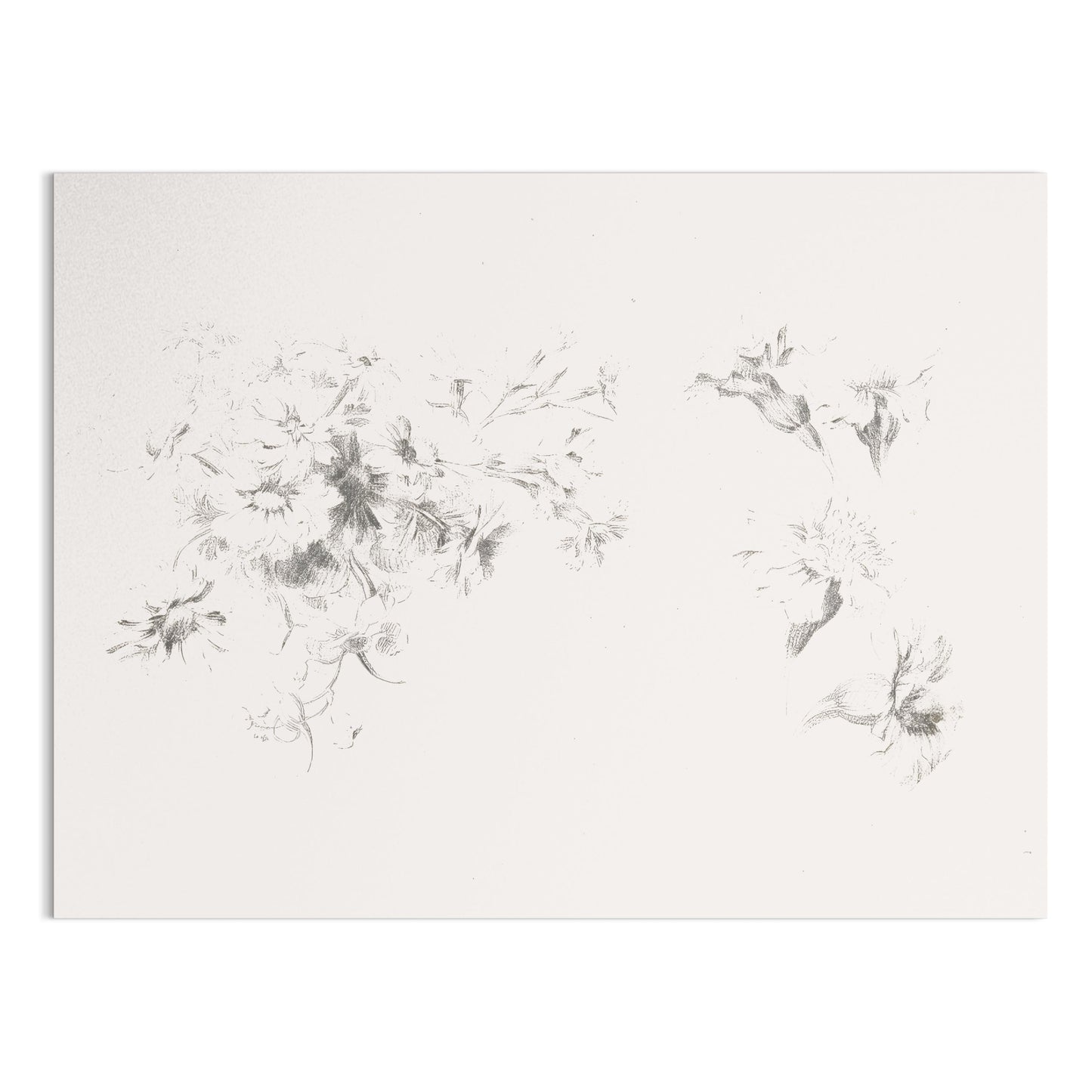 Premium Poster of Delicate Floral Sketch Art Print Minimalist Posters