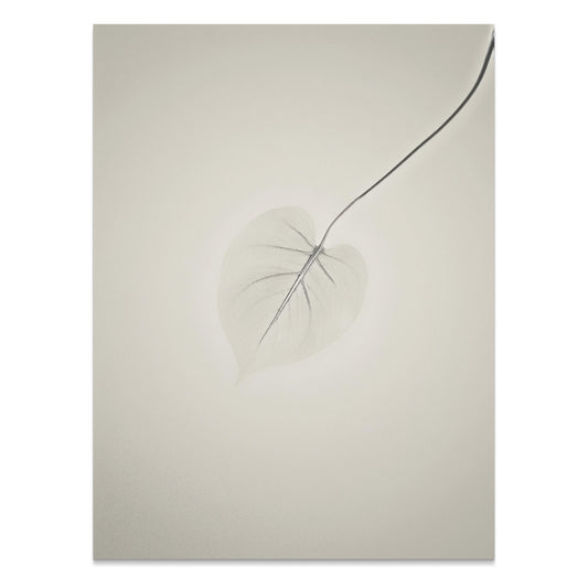 Premium Poster of Delicate Leaf with Abstract Background Art Posters