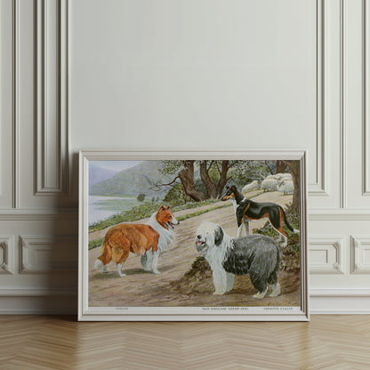 Premium Poster of Diverse Collie Breeds Art Print Rural Path with Sheep Posters
