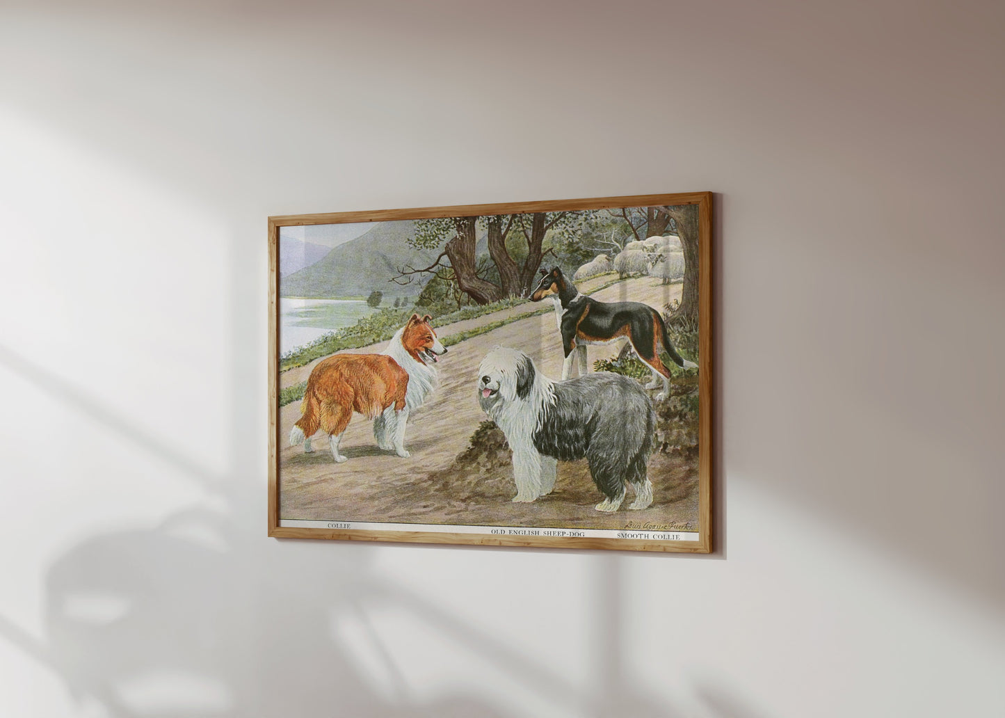 Premium Poster of Diverse Collie Breeds Art Print Rural Path with Sheep Posters