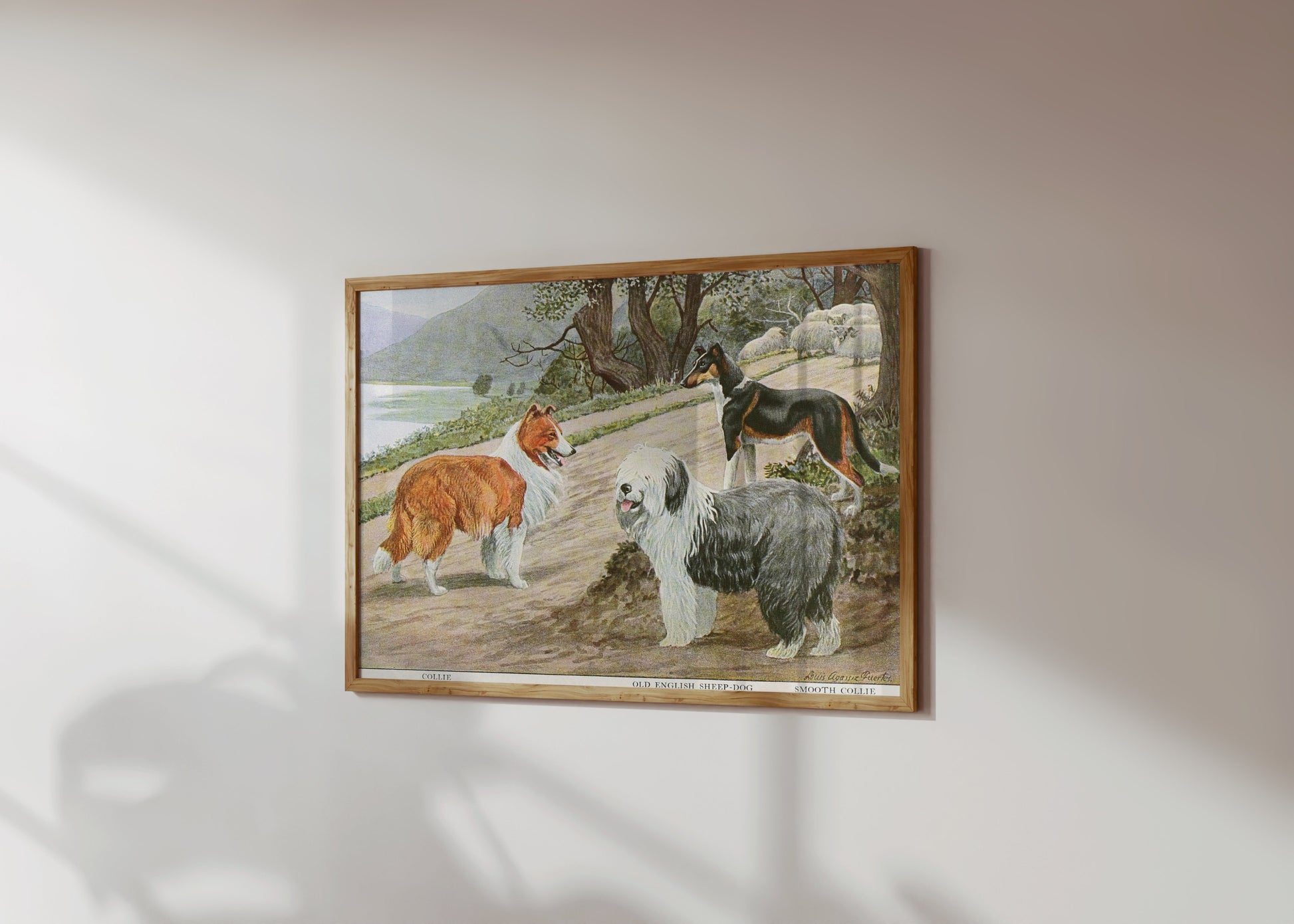 Premium Poster of Diverse Collie Breeds Art Print Rural Path with Sheep Posters