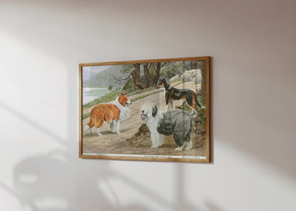 Premium Poster of Diverse Collie Breeds Art Print Rural Path with Sheep Posters
