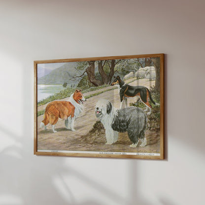Premium Poster of Diverse Collie Breeds Art Print Rural Path with Sheep Posters
