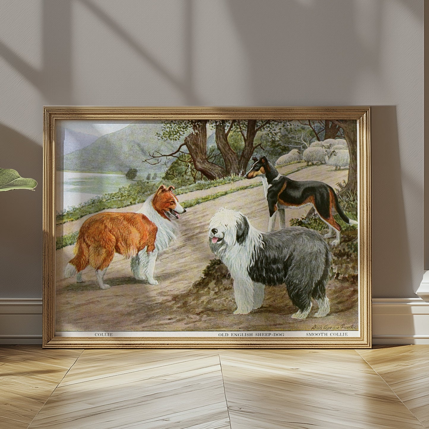 Premium Poster of Diverse Collie Breeds Art Print Rural Path with Sheep Posters