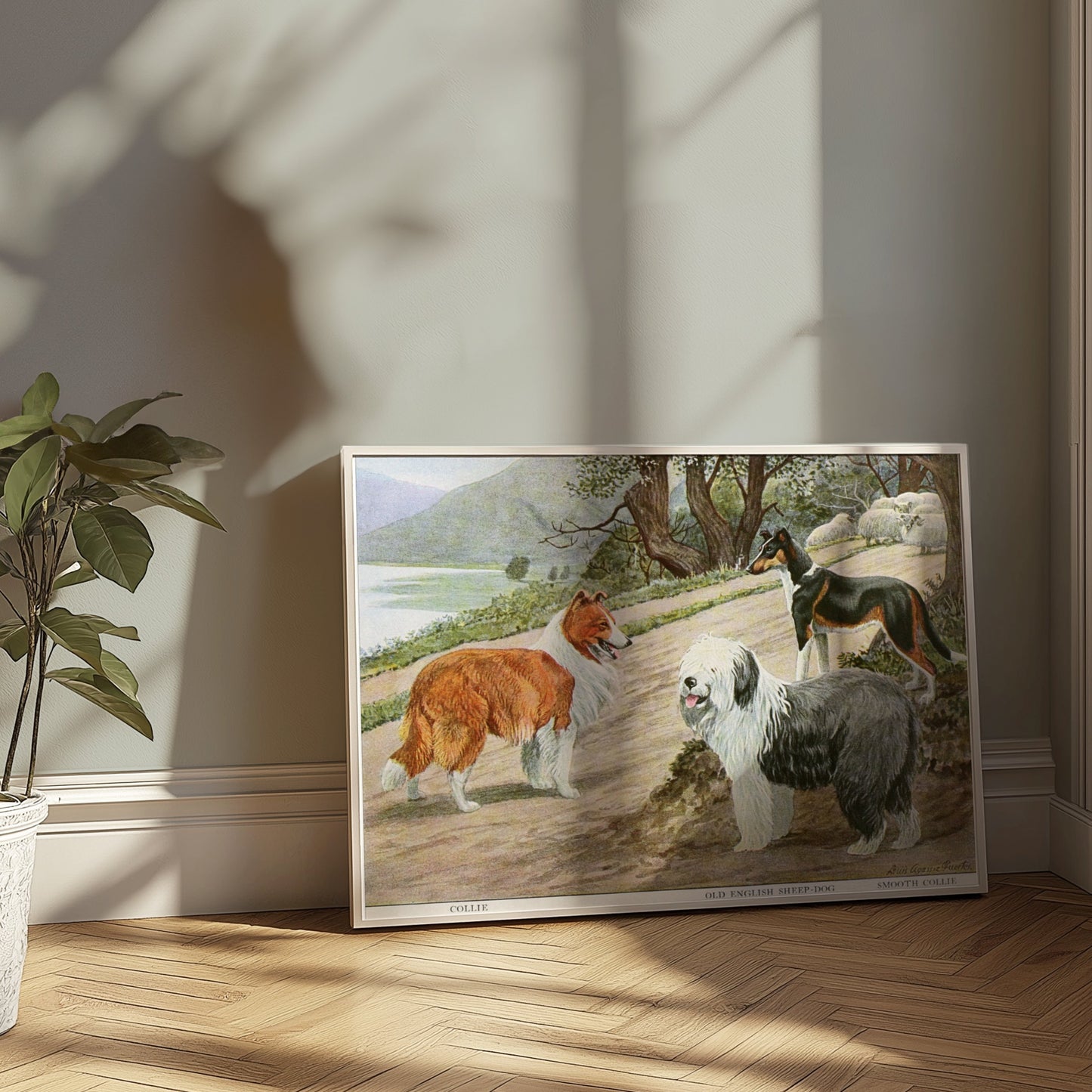 Premium Poster of Diverse Collie Breeds Art Print Rural Path with Sheep Posters