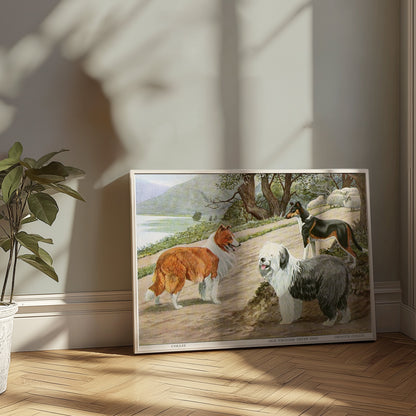 Premium Poster of Diverse Collie Breeds Art Print Rural Path with Sheep Posters