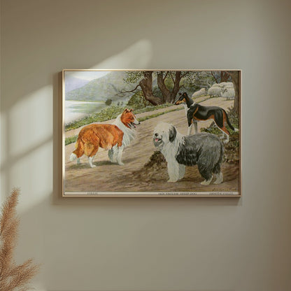 Premium Poster of Diverse Collie Breeds Art Print Rural Path with Sheep Posters