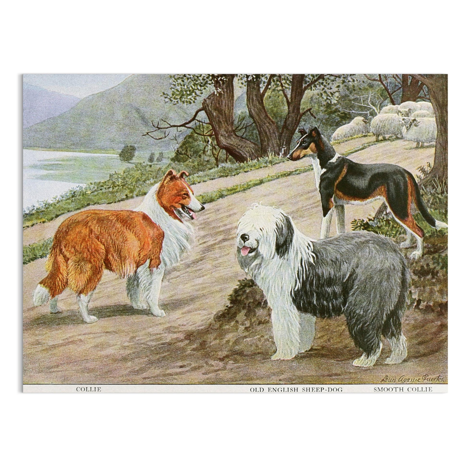 Premium Poster of Diverse Collie Breeds Art Print Rural Path with Sheep Posters