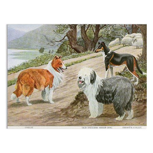 Premium Poster of Diverse Collie Breeds Art Print Rural Path with Sheep Posters