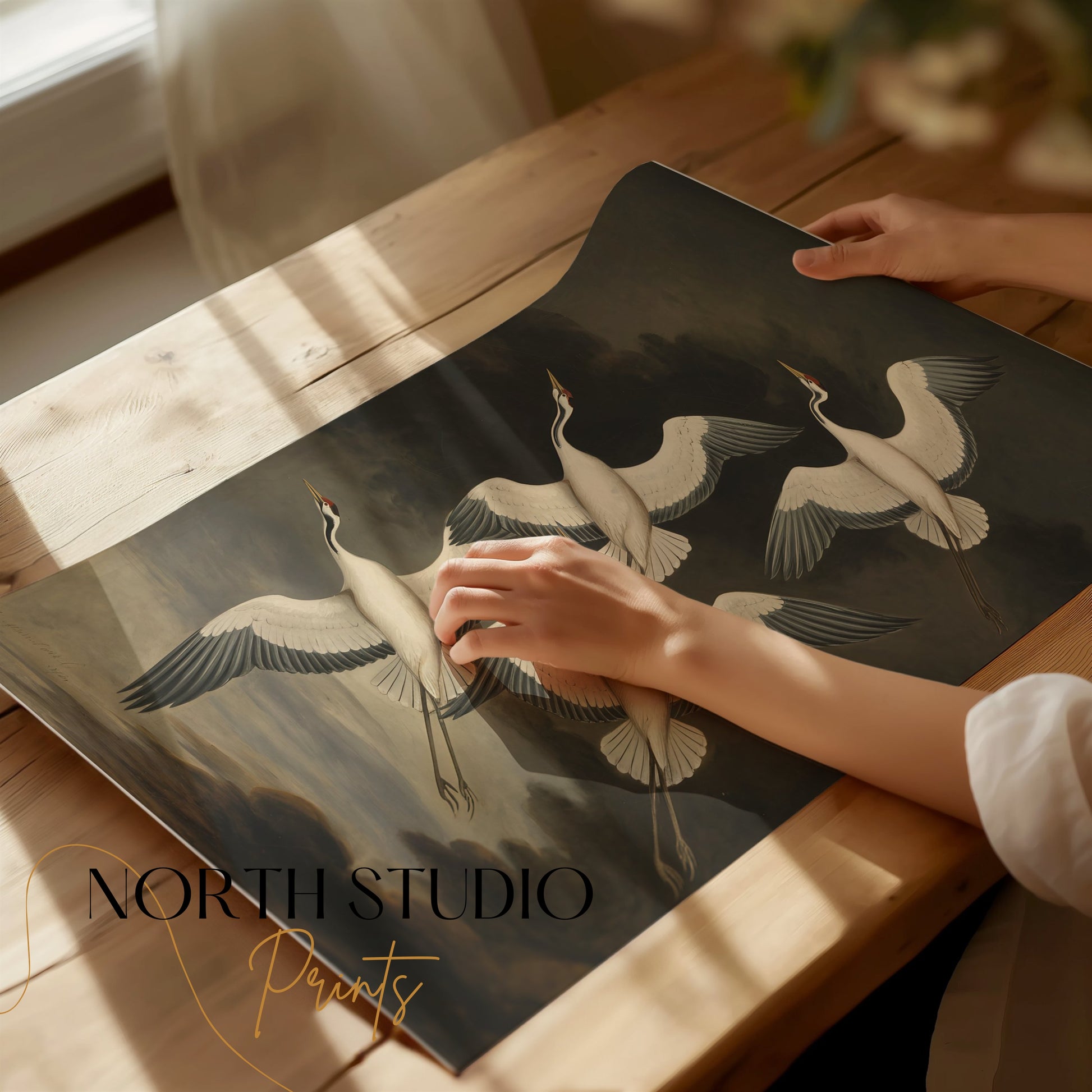 Premium Poster of Elegant Avian Illustration with Four Cranes Posters