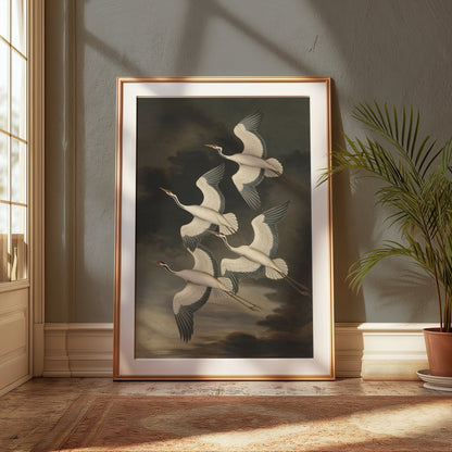 Premium Poster of Elegant Avian Illustration with Four Cranes Posters