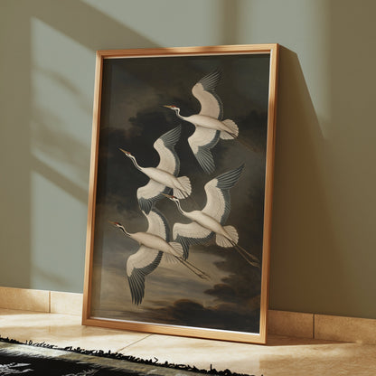 Premium Poster of Elegant Avian Illustration with Four Cranes Posters
