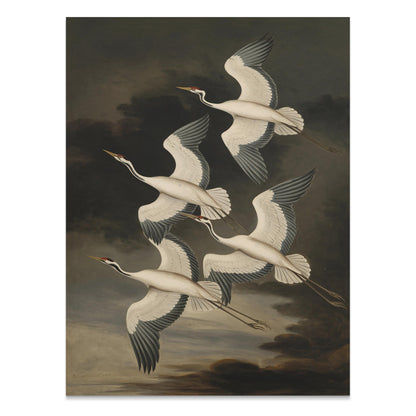 Premium Poster of Elegant Avian Illustration with Four Cranes Posters