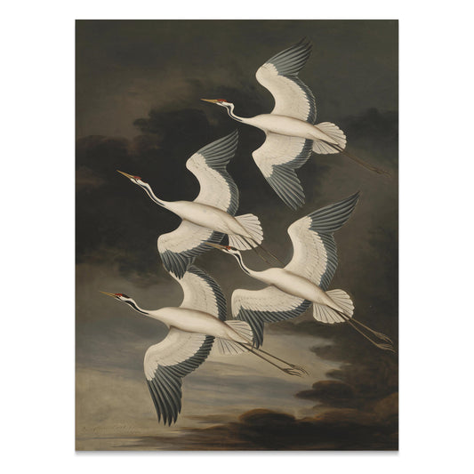 Premium Poster of Elegant Avian Illustration with Four Cranes Posters