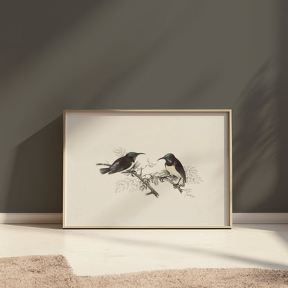 Premium Poster of Elegant Birds on Branch Vintage Art Illustration Posters