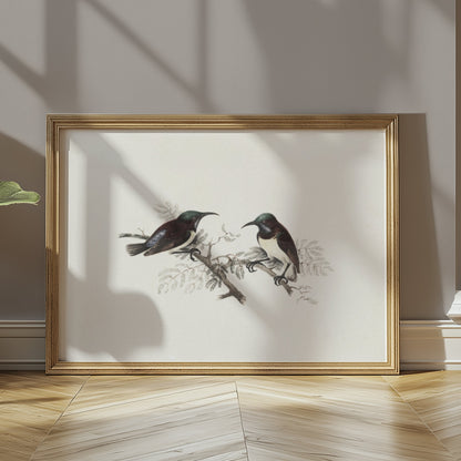 Premium Poster of Elegant Birds on Branch Vintage Art Illustration Posters