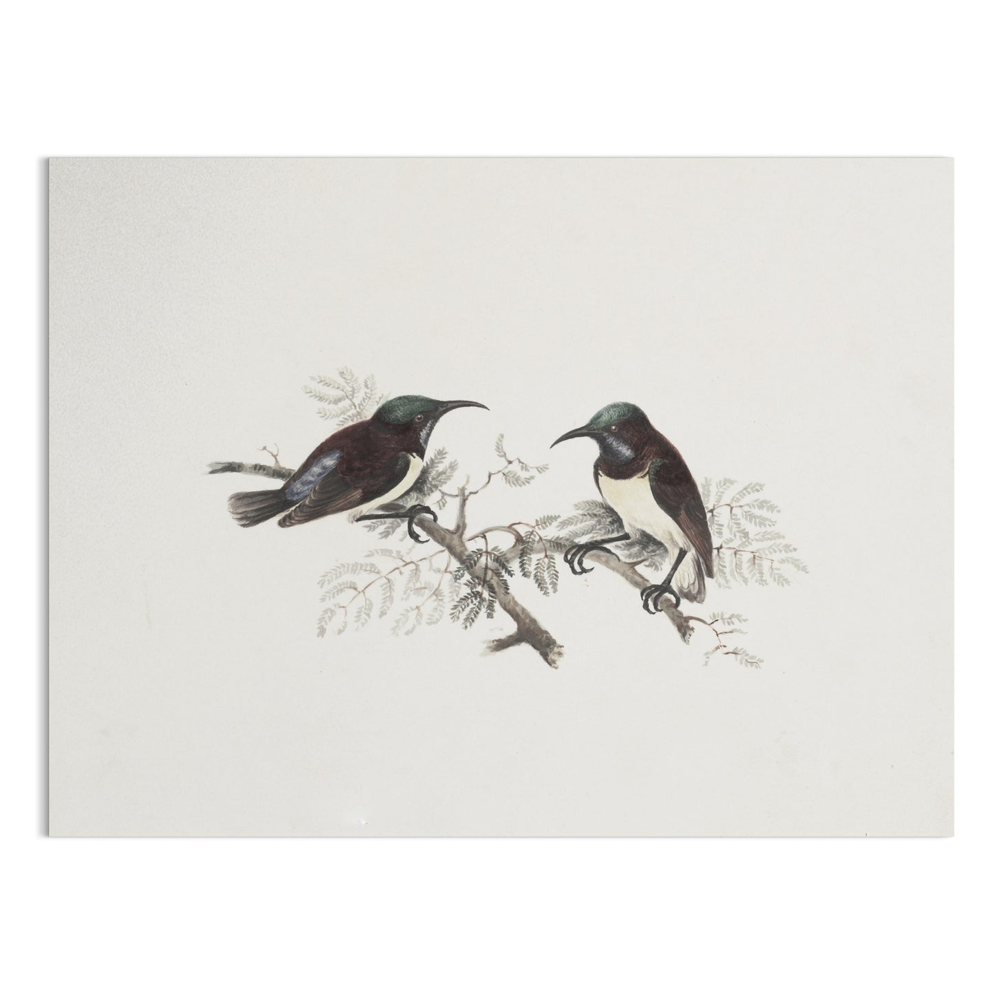 Premium Poster of Elegant Birds on Branch Vintage Art Illustration Posters