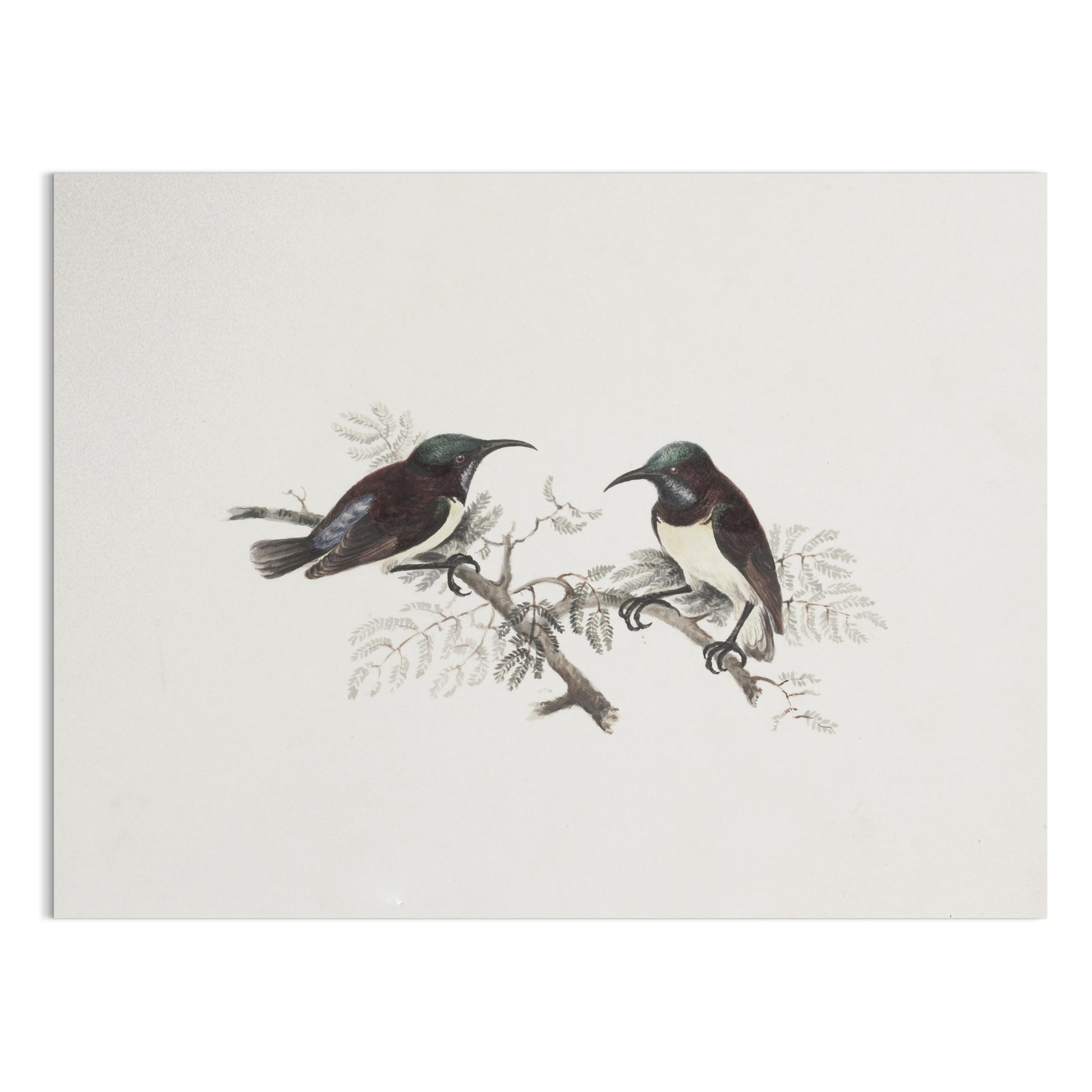 Premium Poster of Elegant Birds on Branch Vintage Art Illustration Posters