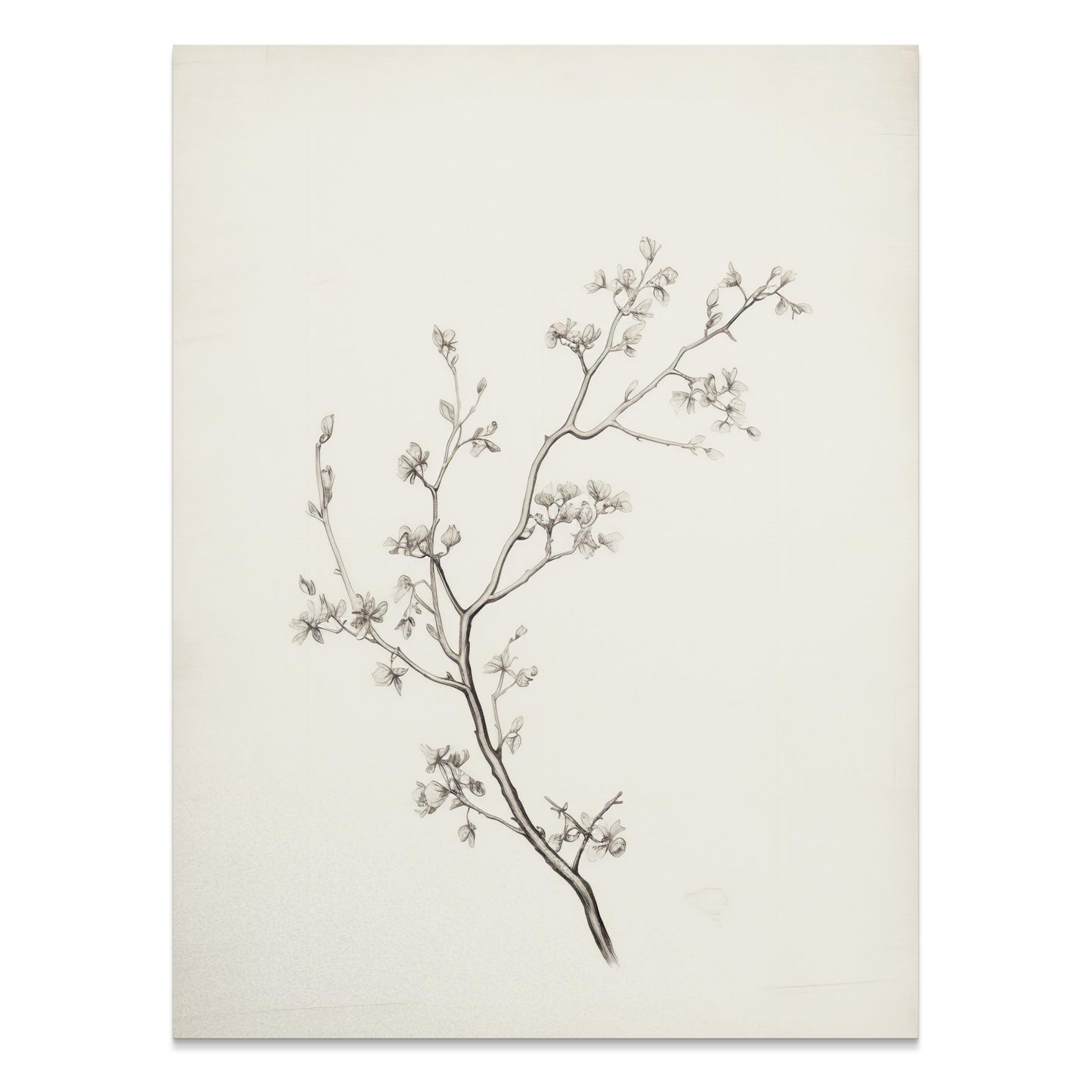 Premium Poster of Elegant Black and White Botanical Sketch Art Posters