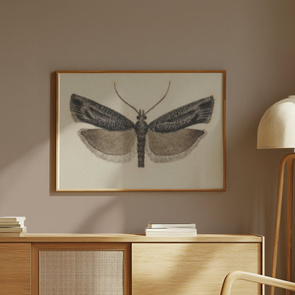 Premium Poster of Elegant Black and White Moth Illustration Artwork Posters