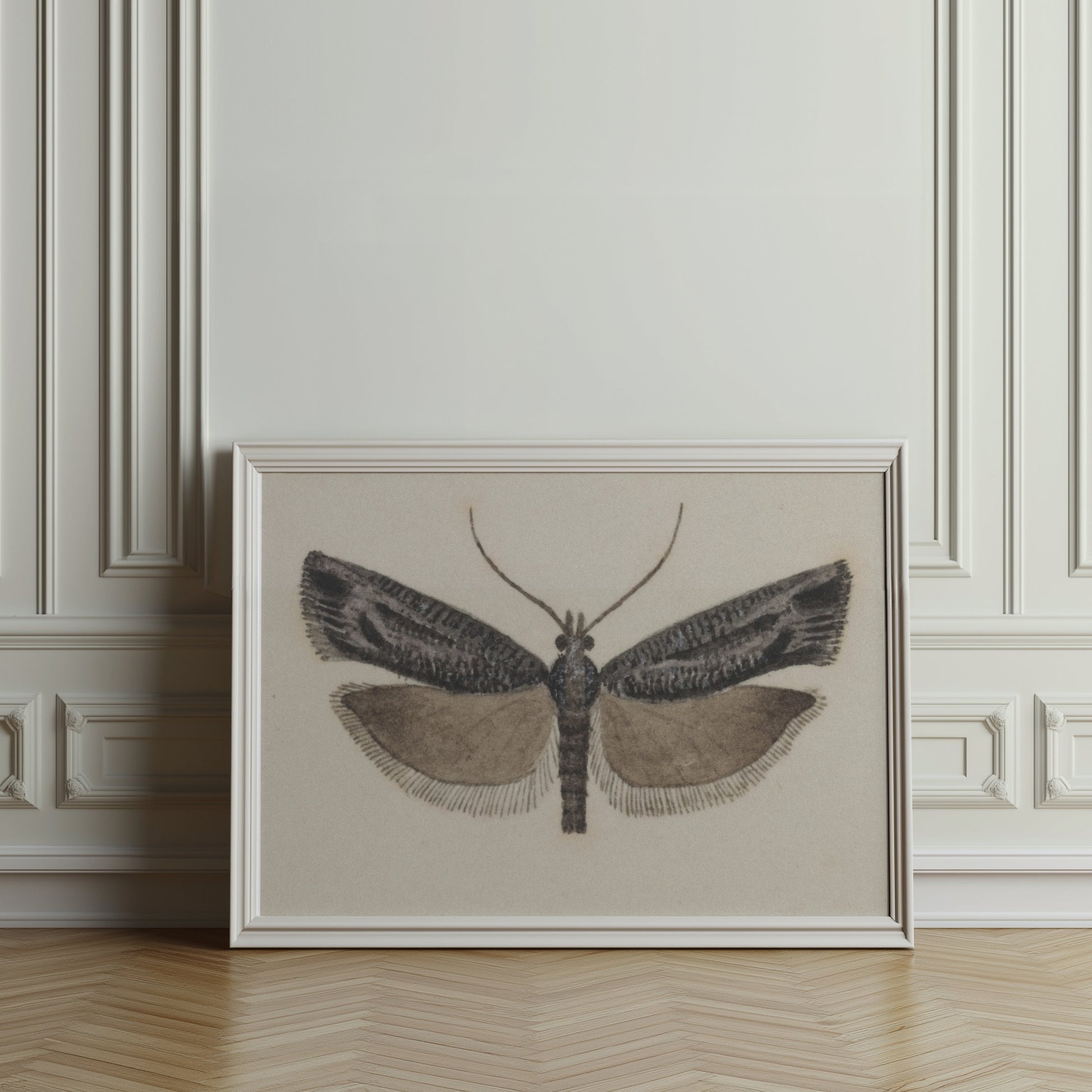 Premium Poster of Elegant Black and White Moth Illustration Artwork Posters