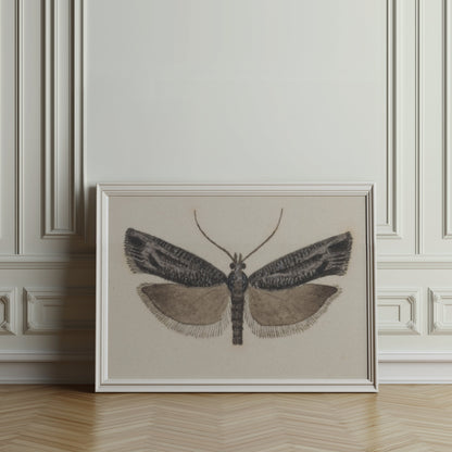Premium Poster of Elegant Black and White Moth Illustration Artwork Posters