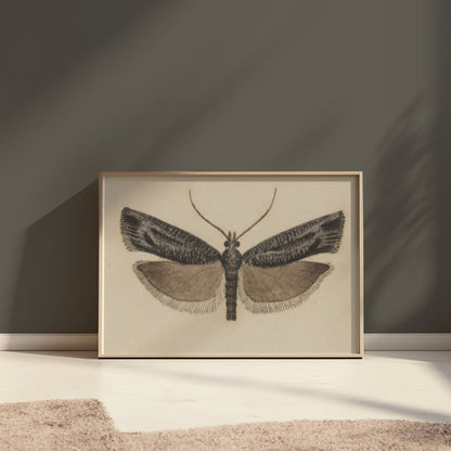 Premium Poster of Elegant Black and White Moth Illustration Artwork Posters