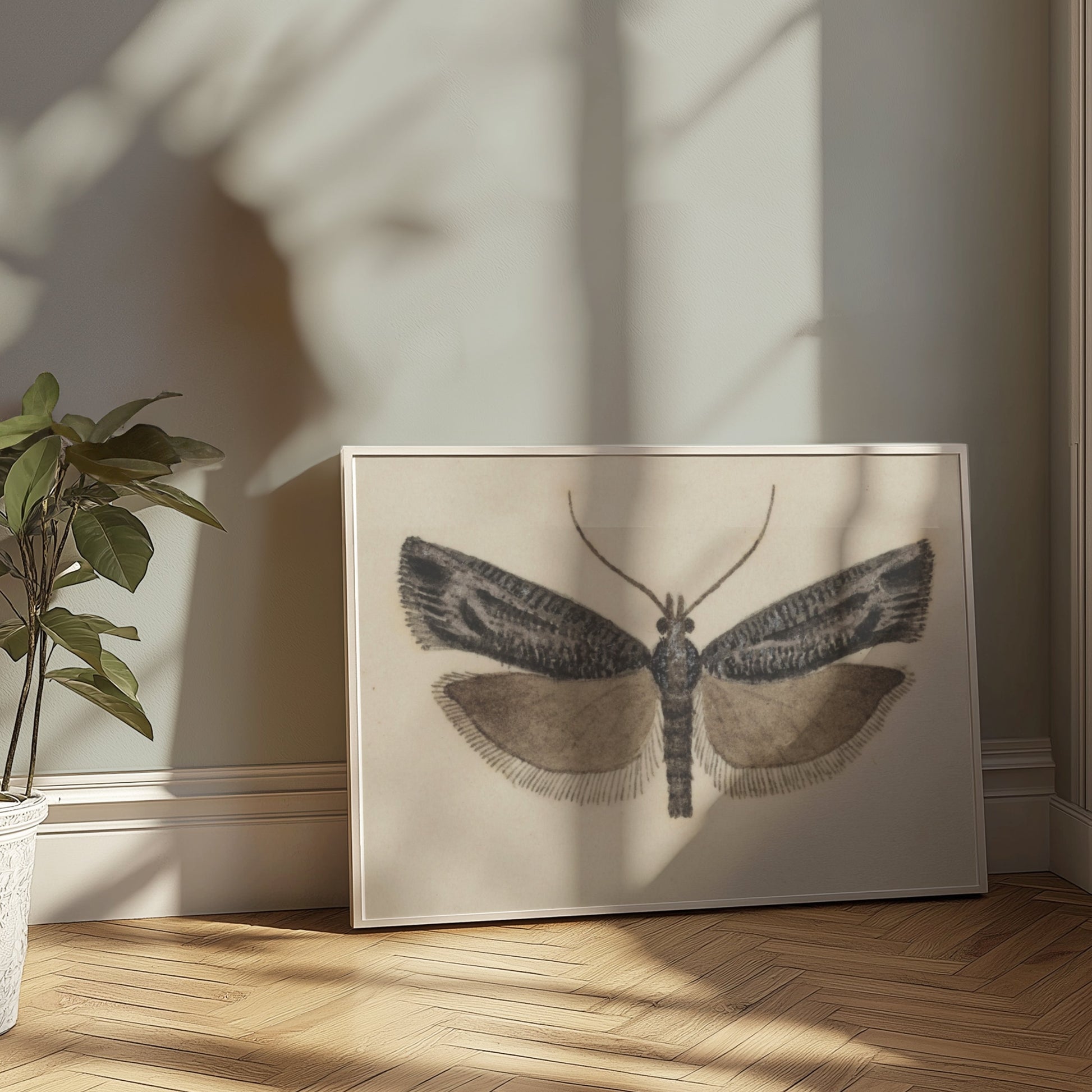 Premium Poster of Elegant Black and White Moth Illustration Artwork Posters