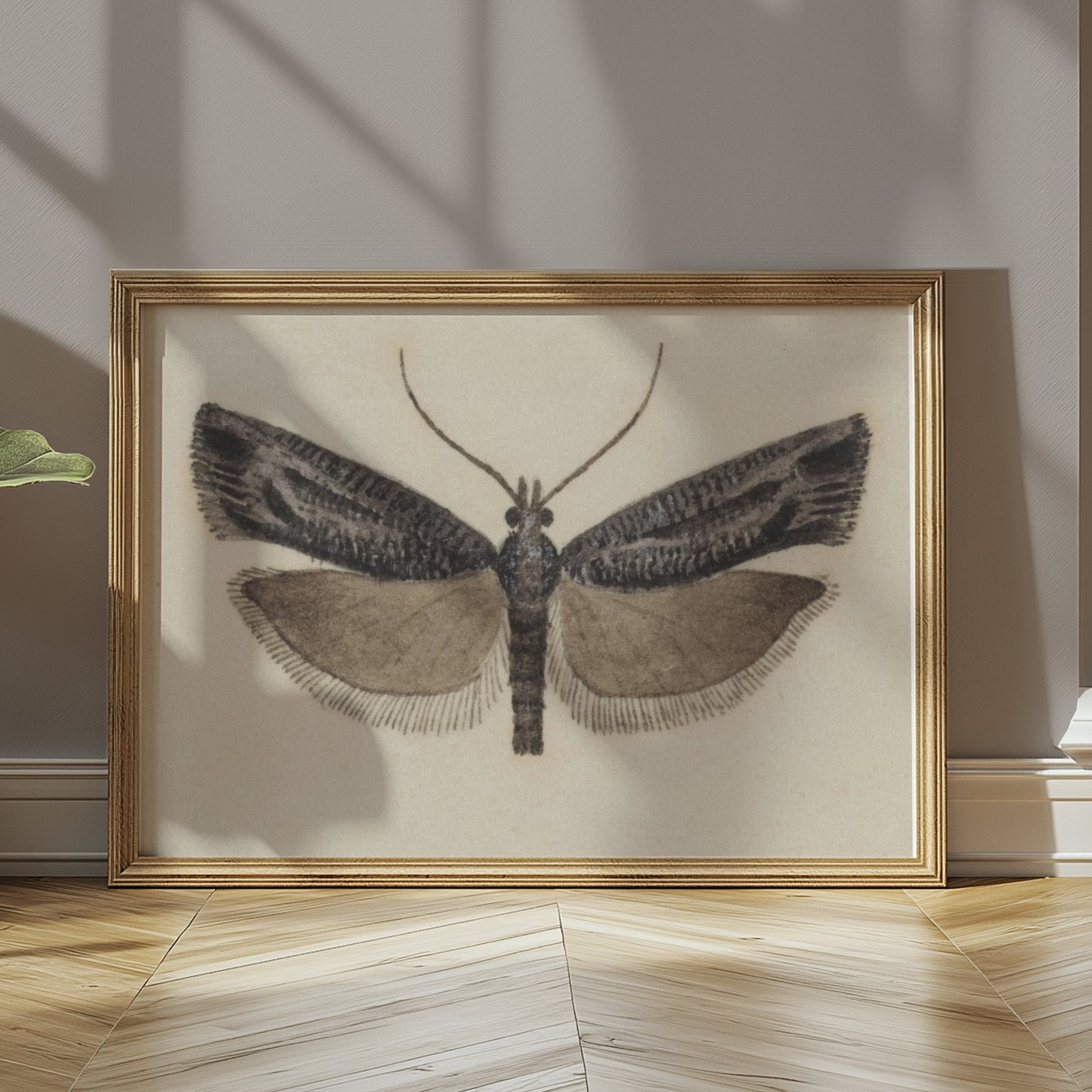 Premium Poster of Elegant Black and White Moth Illustration Artwork Posters