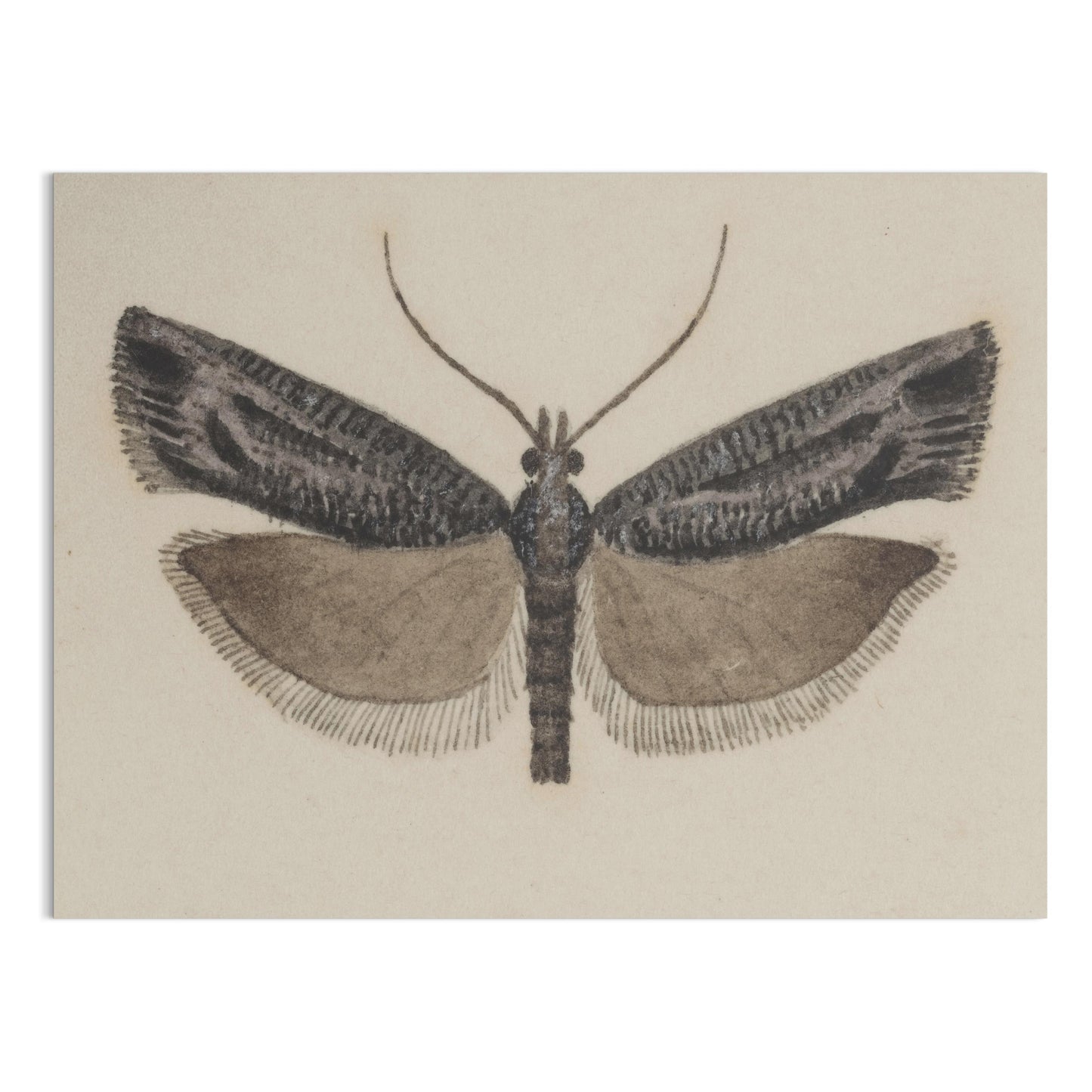 Premium Poster of Elegant Black and White Moth Illustration Artwork Posters