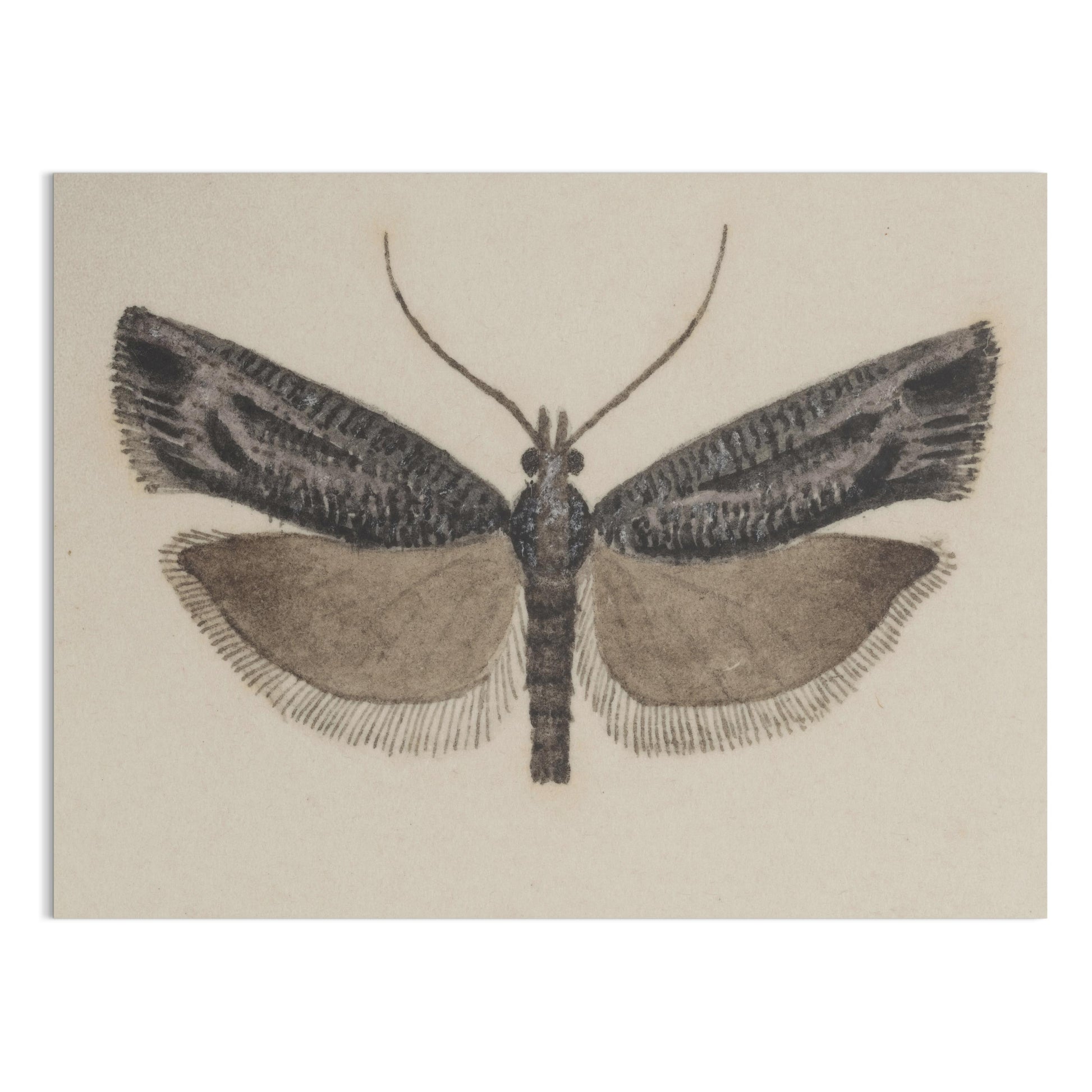 Premium Poster of Elegant Black and White Moth Illustration Artwork Posters