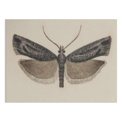 Premium Poster of Elegant Black and White Moth Illustration Artwork Posters
