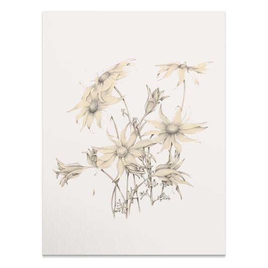 Premium Poster of Elegant Botanical Art Drawing of Flower Posters