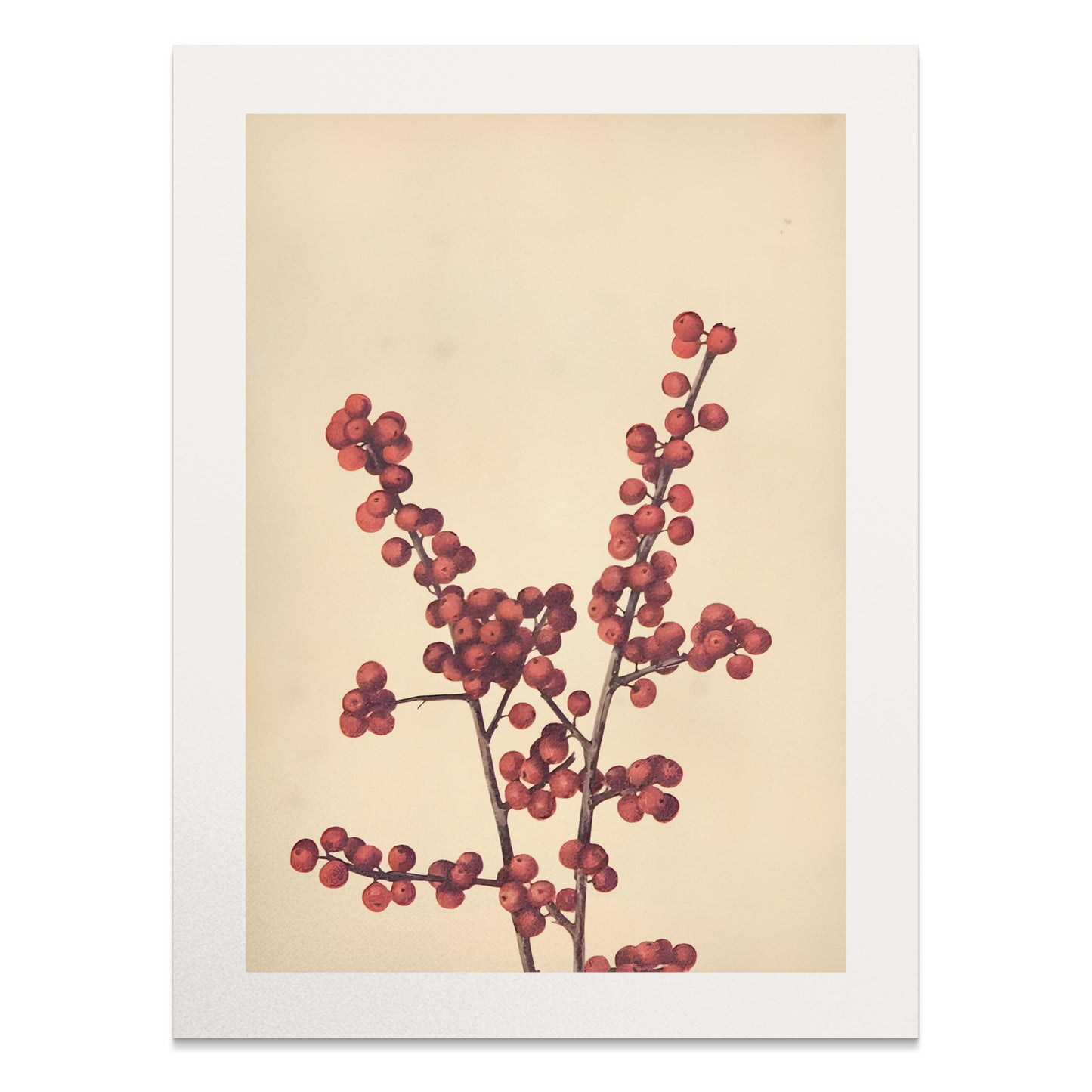 Premium Poster of Elegant Botanical Art Print with Red Berries Posters
