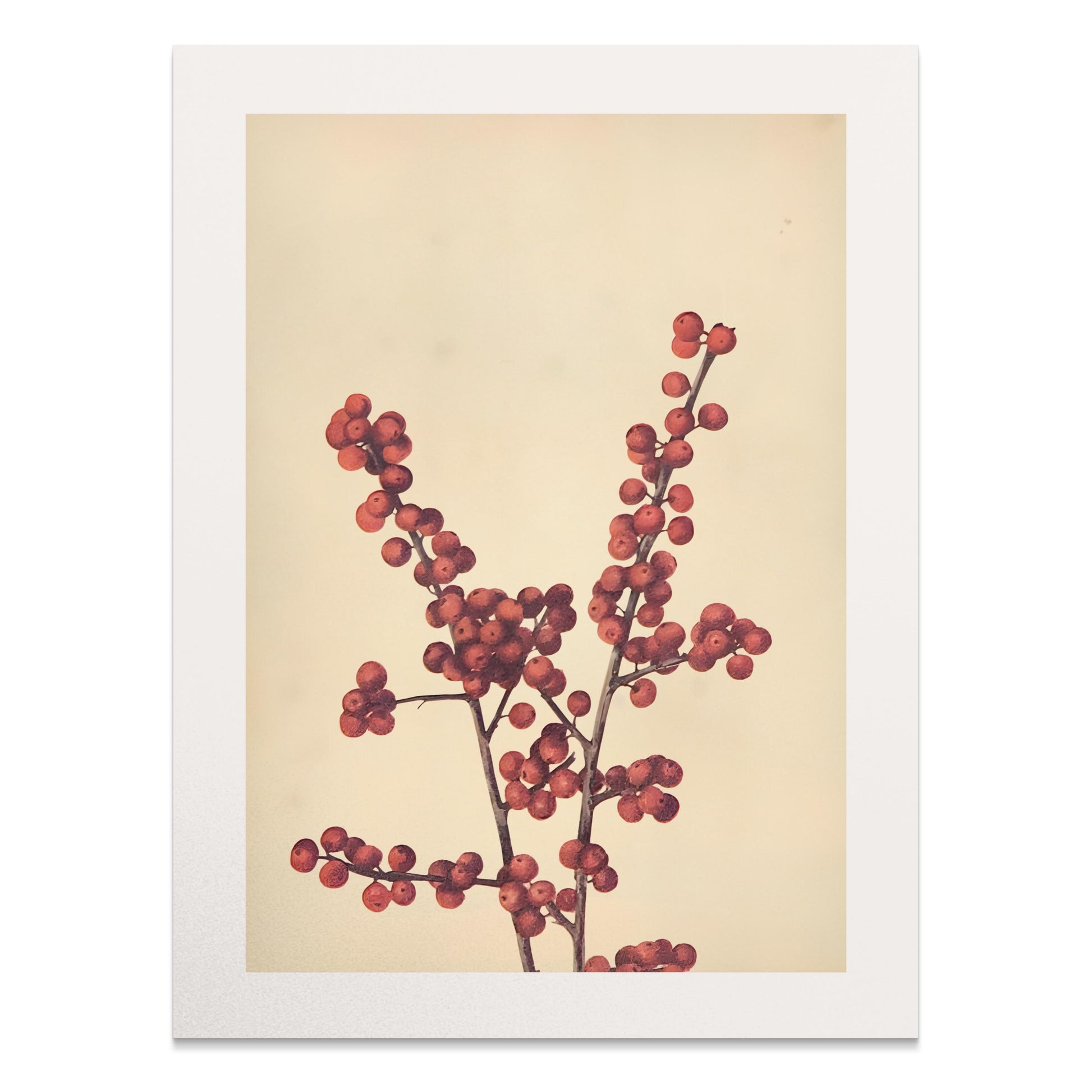 Premium Poster of Elegant Botanical Art Print with Red Berries Posters