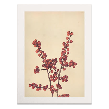 Premium Poster of Elegant Botanical Art Print with Red Berries Posters