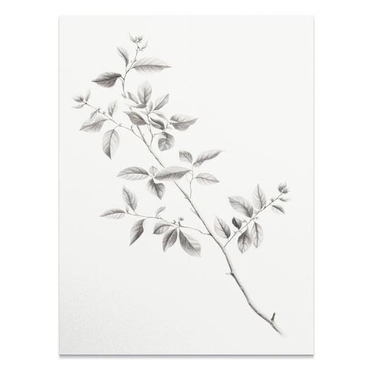 Premium Poster of Elegant Botanical Black and White Leaf Art Posters