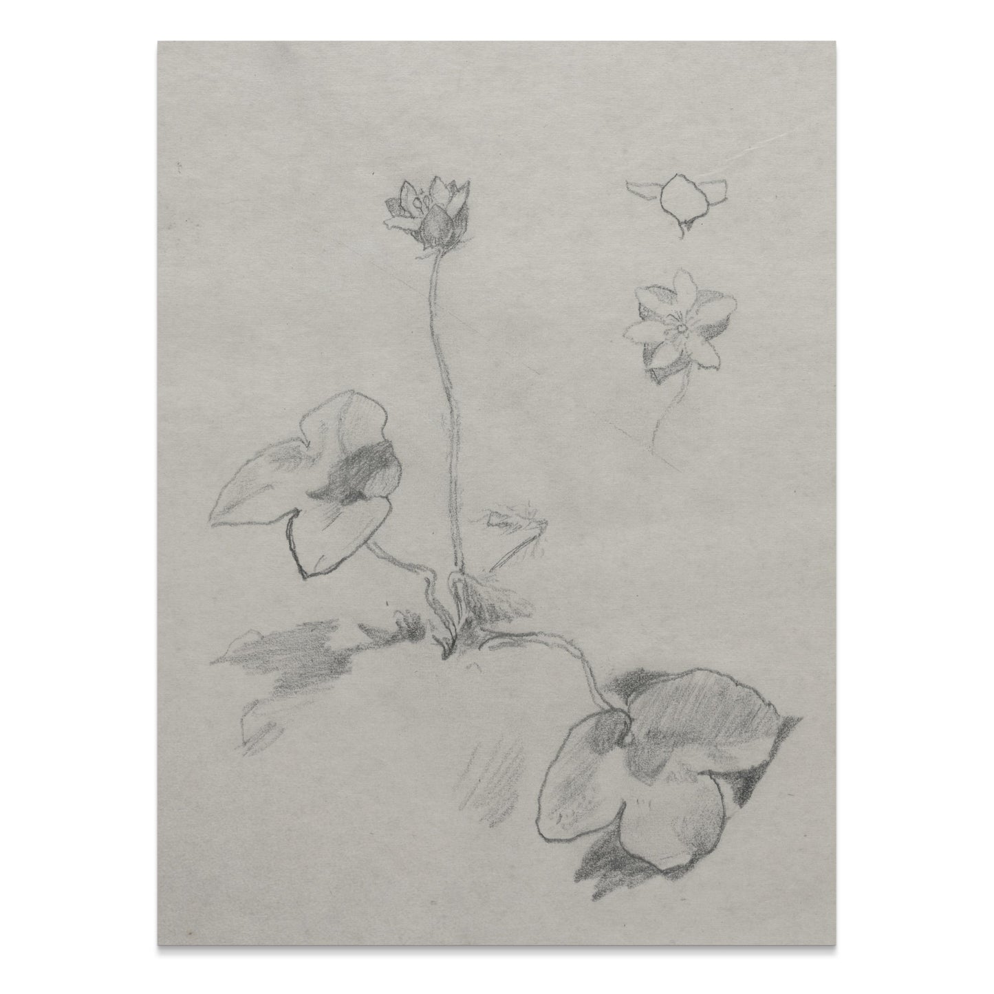 Premium Poster of Elegant Botanical Flower Sketch Art Study Posters