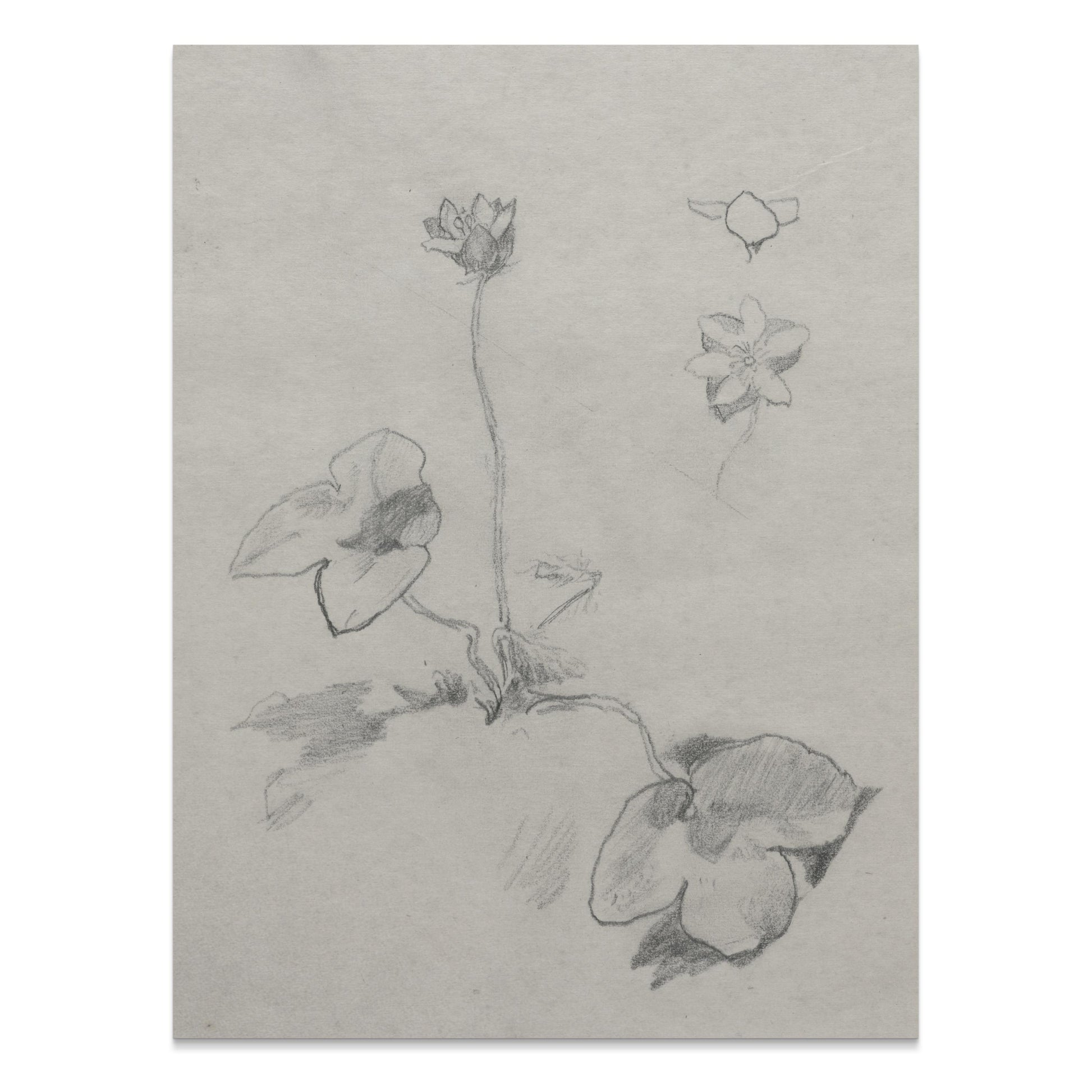 Premium Poster of Elegant Botanical Flower Sketch Art Study Posters