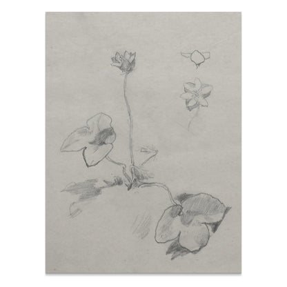 Premium Poster of Elegant Botanical Flower Sketch Art Study Posters