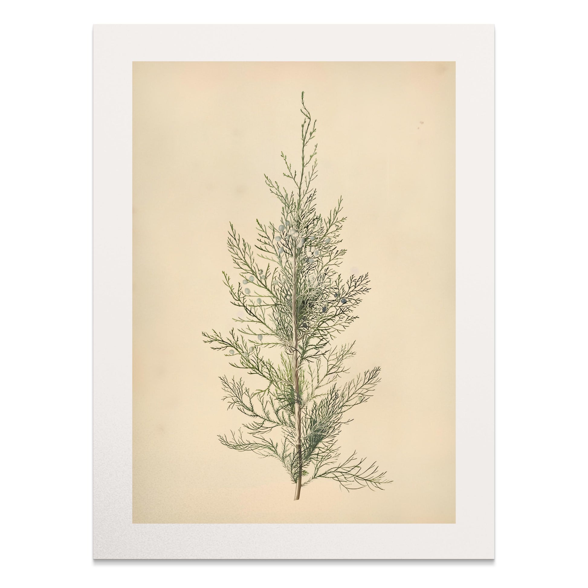 Premium Poster of Elegant Botanical Illustration of Greenery Posters