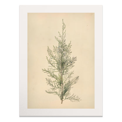 Premium Poster of Elegant Botanical Illustration of Greenery Posters
