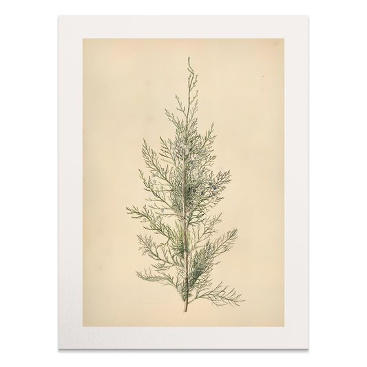 Premium Poster of Elegant Botanical Illustration of Greenery Posters