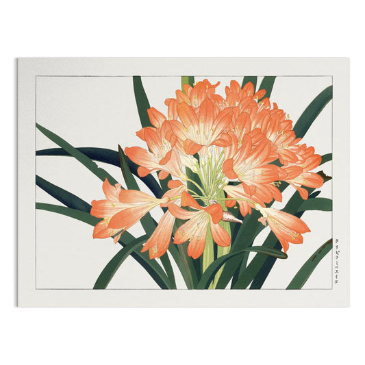 Premium Poster of Elegant Clivia Miniata Botanical Art Print Posters