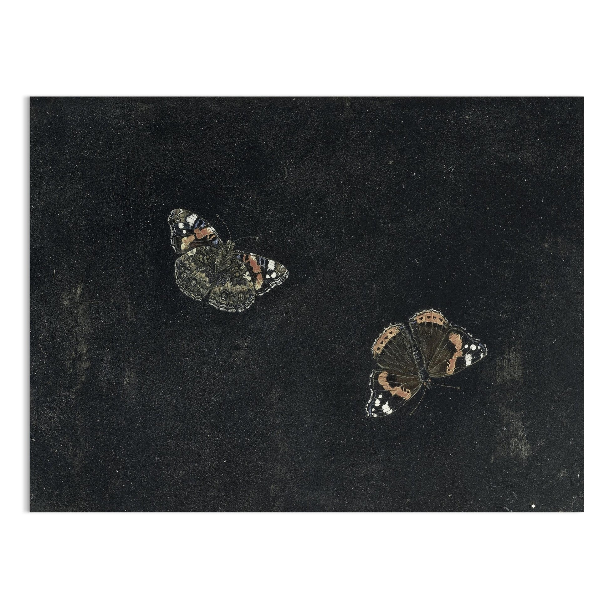 Premium Poster of Elegant Dark-theme Butterfly Art Posters