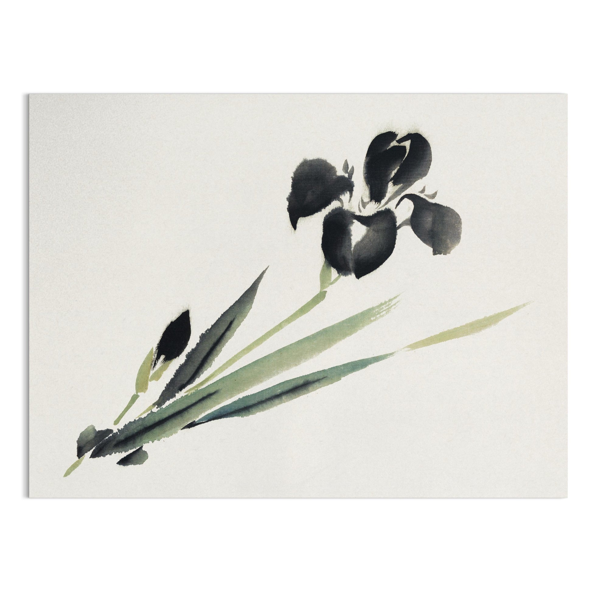 Premium Poster of Elegant Japanese Ink Painting of Iris Floral Art Posters