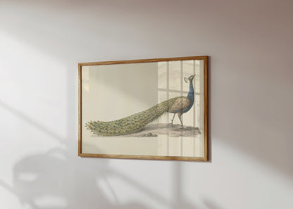 Premium Poster of Elegant Peacock Illustration Japanese Art Posters