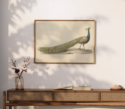 Premium Poster of Elegant Peacock Illustration Japanese Art Posters